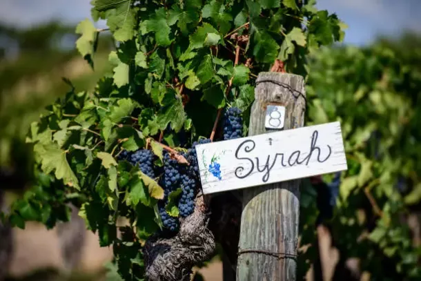 Tout connaître sur la Syrah