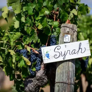 Tout connaître sur la Syrah